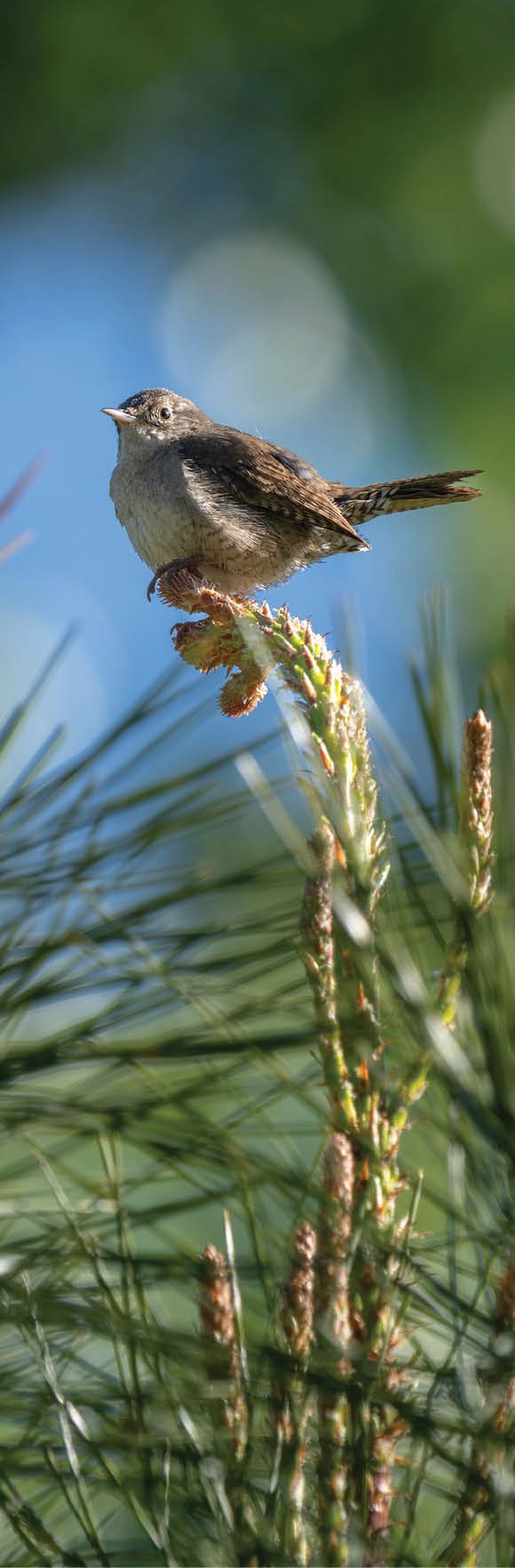 A small bird perched on a tree branch. AI generated content
