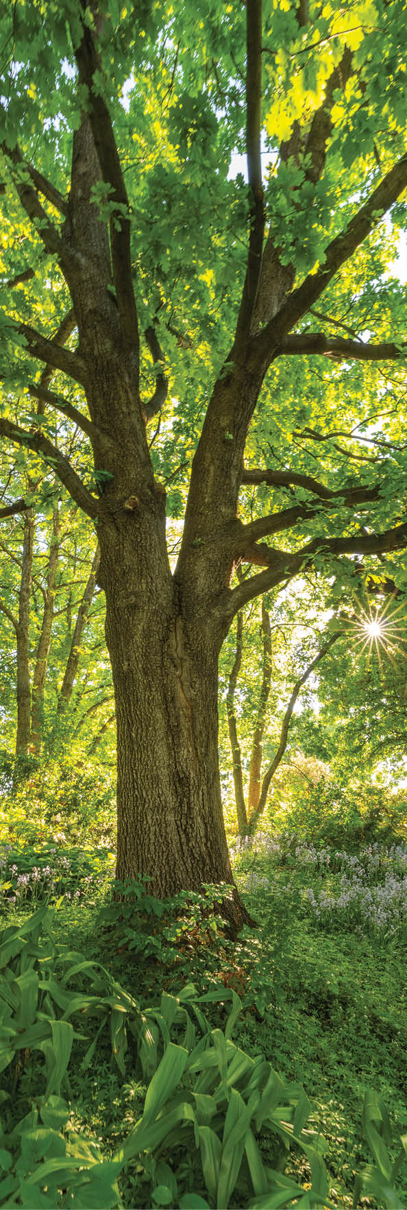 A small bird perched on a tree branch. AI generated content