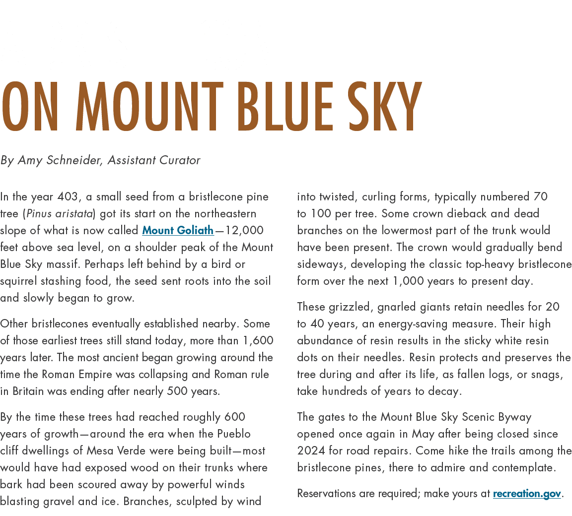 A Bristlecone on Mount Blue Sky By Amy Schneider, Assistant Curator In the year 403, a small seed from a bristlecone ...