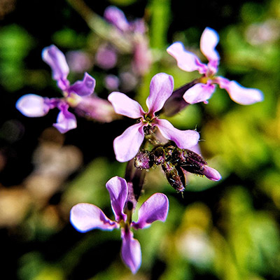 Chorispora tenella flower