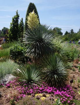 Yucca rostrata in Yuccarama at Denver Botanic Gardens