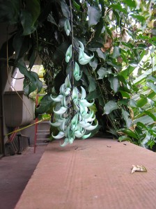 Strongylodon macrobotrys, the jade vine, as one infloresence finishes.