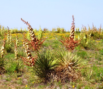 Red stained Yucca glauca in Oklahoma panhandle