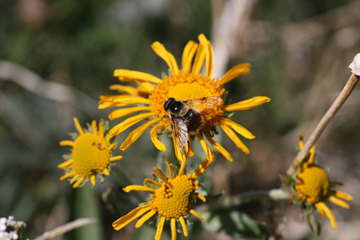 Bumblebee on hymenoxys hoopesii