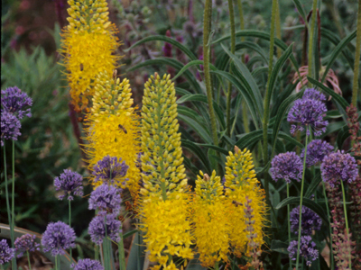 Eremurus spp. foxtail lily