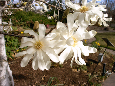 Magnolia Cultivars Denver Botanic Gardens