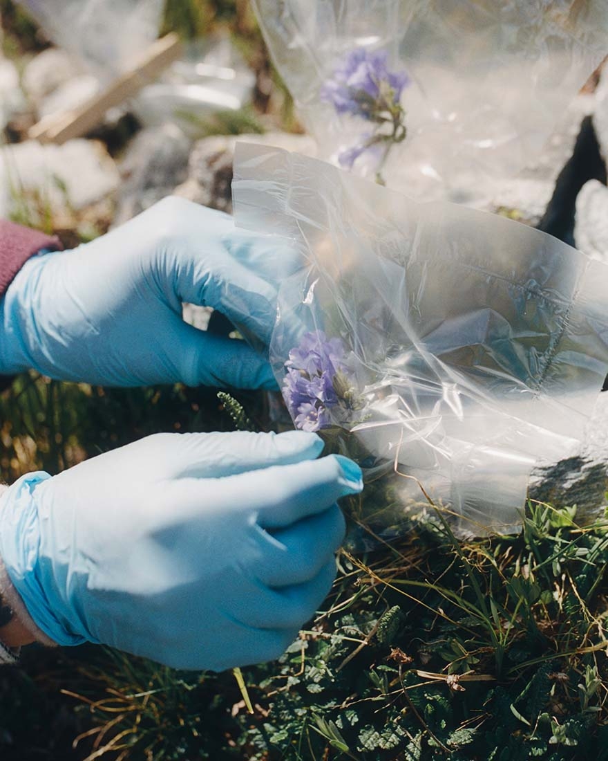 Gloved hands placing plastic bag over purple flowers