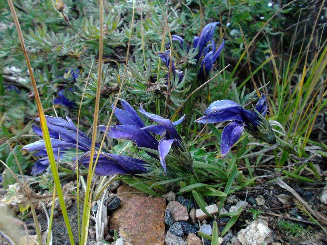 Gentianopsis barbellata