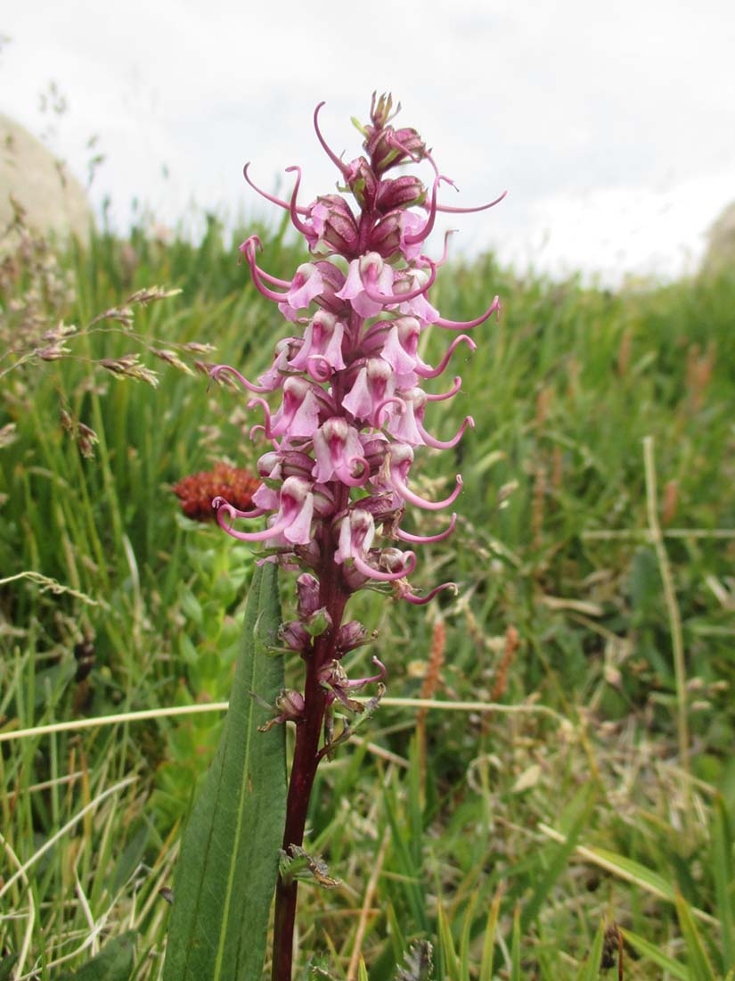 Pedicularis groenlandica