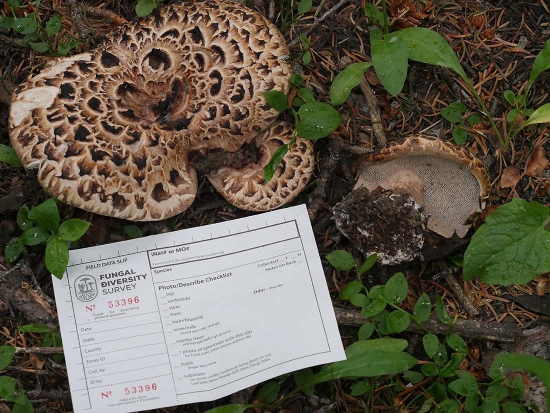a mushroom in situ with a field data slip by it