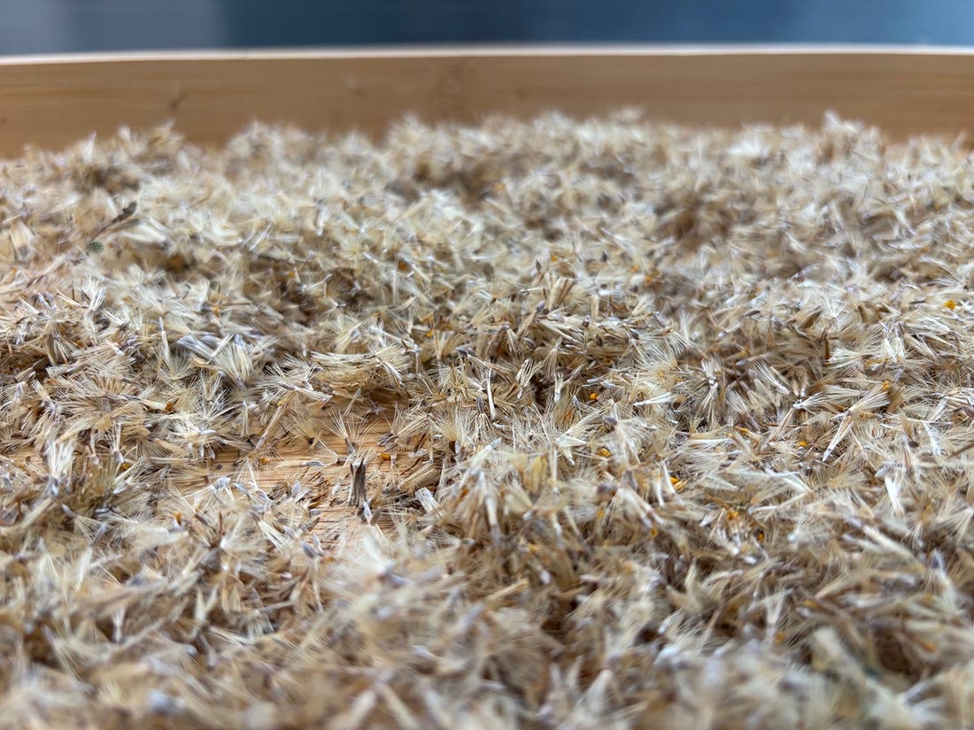 close up of false goldenaster seeds
