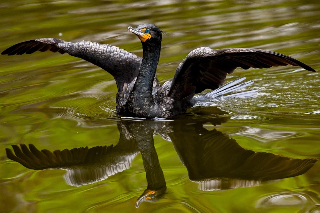 Cormorant with wings spread in water