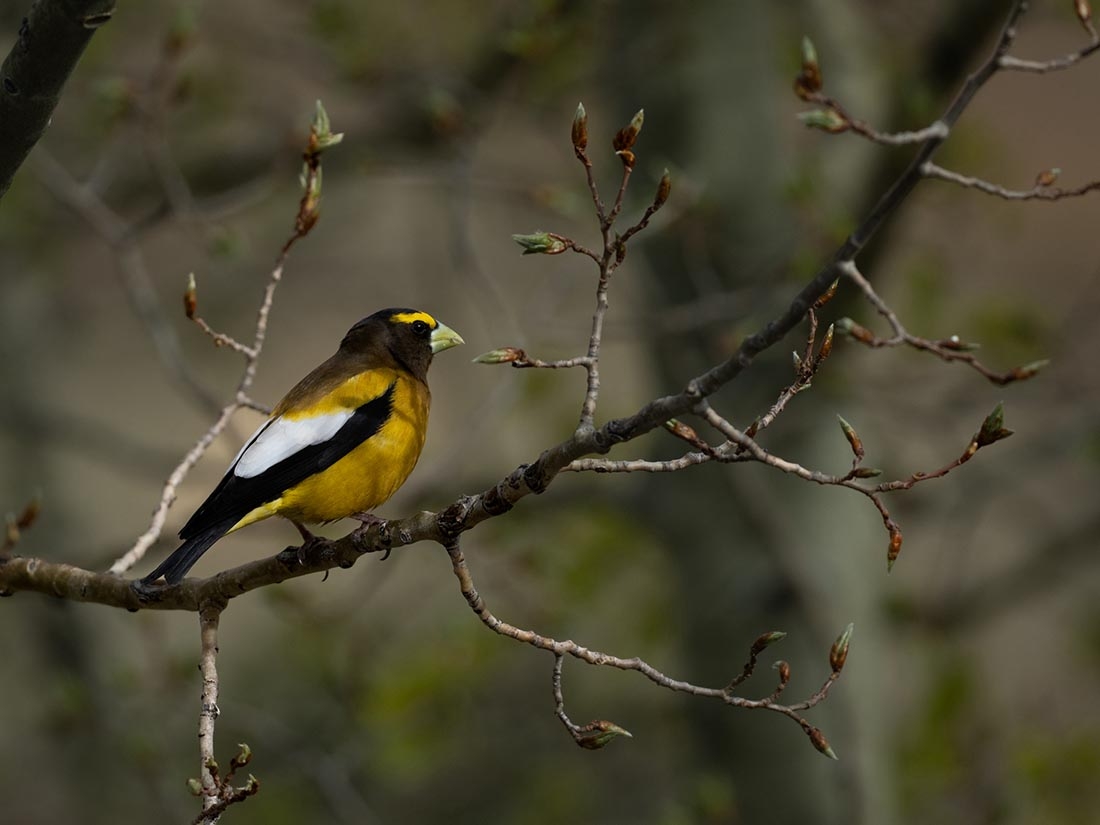 Grosbeak perched on branch with buds
