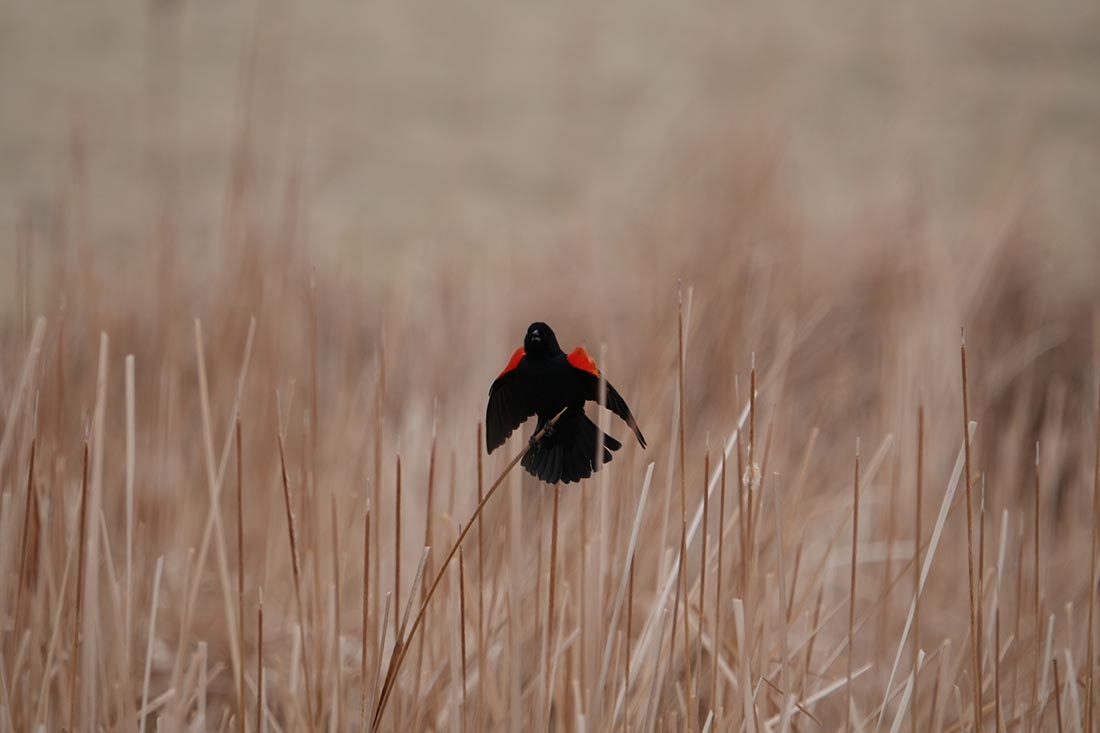 red-winged blackbird in field