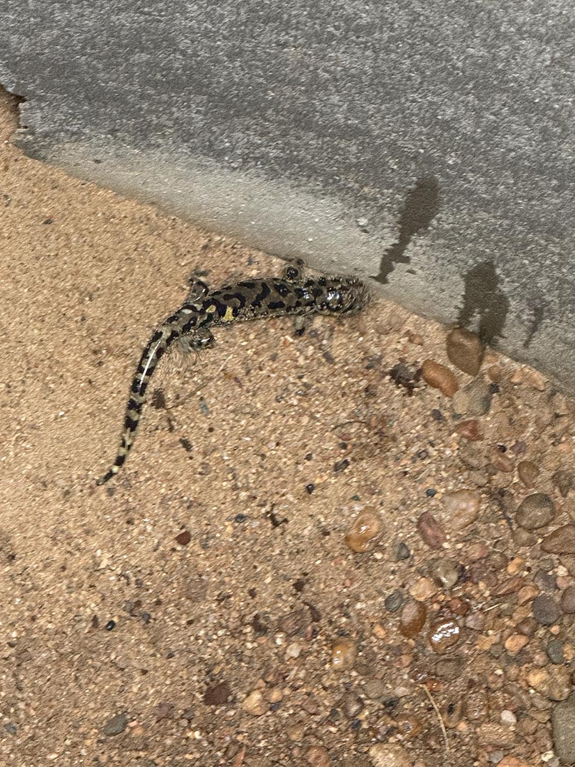 salamander by a wall