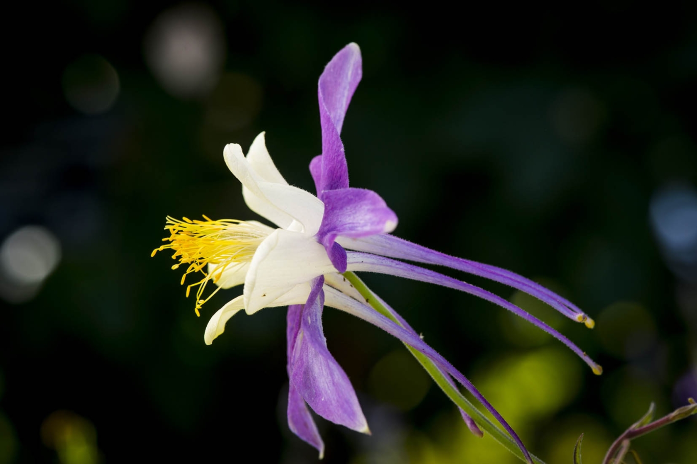 Colorado Blue Columbine
