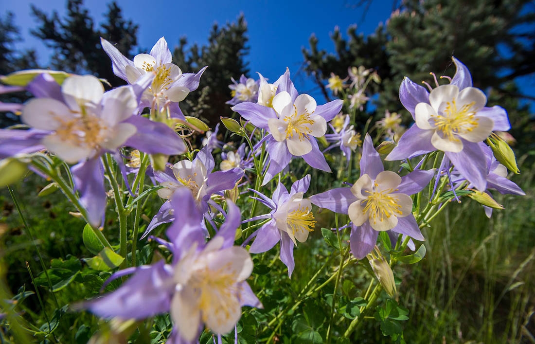 Colorado blue columbine cluster