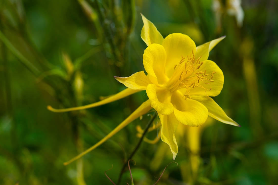 golden columbine