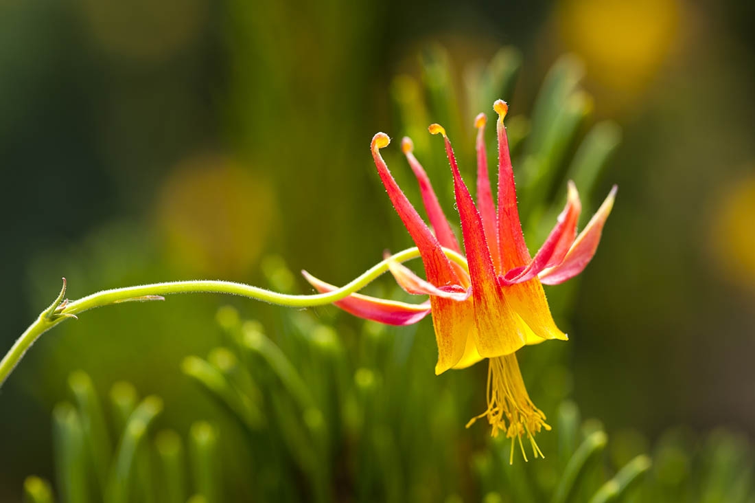 western red columbine side view