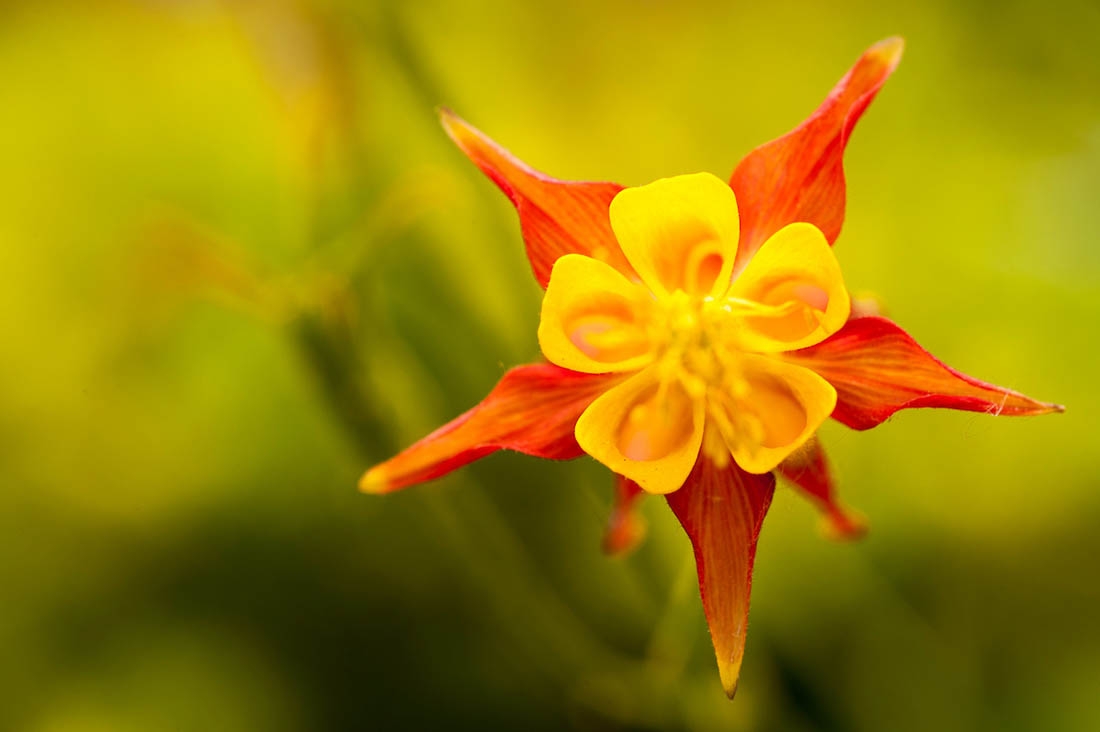 western red columbine
