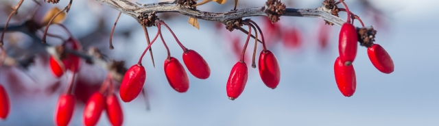 Berries