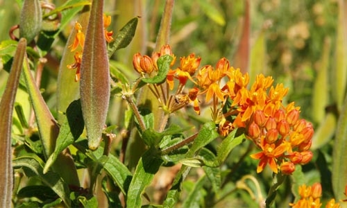 butterfly weed thumbnail
