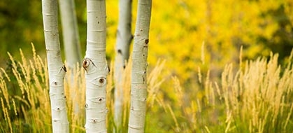 Birch trees in the foreground with yellow grasses in the background