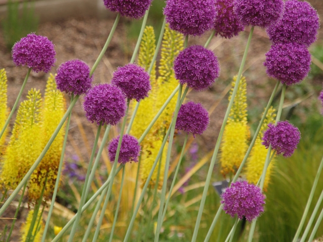 Purple and yellow flowers