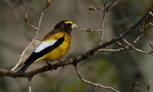 grosbeak thumbnail