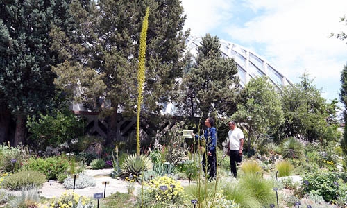 Utah Agave flower spike in botanic garden