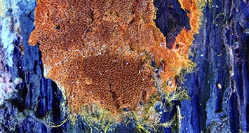 Odontia ferruginea fungus