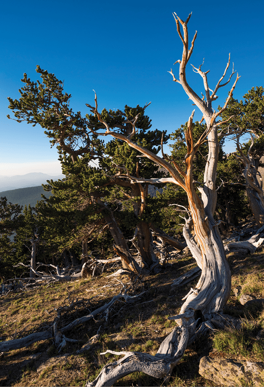 mt. goliath penman trail hiking flowers trees