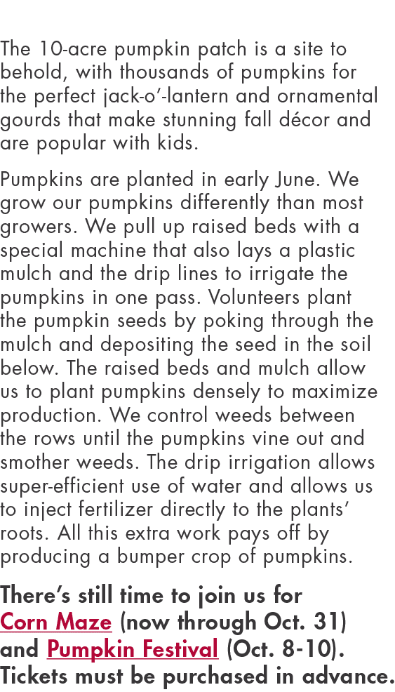 The 10-acre pumpkin patch is a site to behold, with thousands of pumpkins for the perfect jack-o -lantern and ornamen   