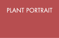  Plant Portrait