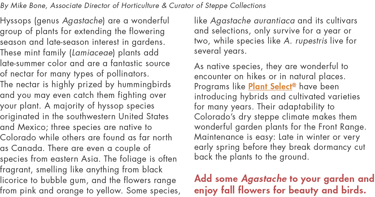By Mike Bone, Associate Director of Horticulture & Curator of Steppe Collections Hyssops (genus Agastache) are a wond   
