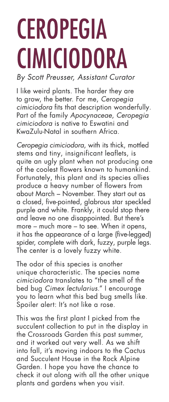 Ceropegia cimiciodora By Scott Preusser, Assistant Curator I like weird plants. The harder they are to grow, the bett...