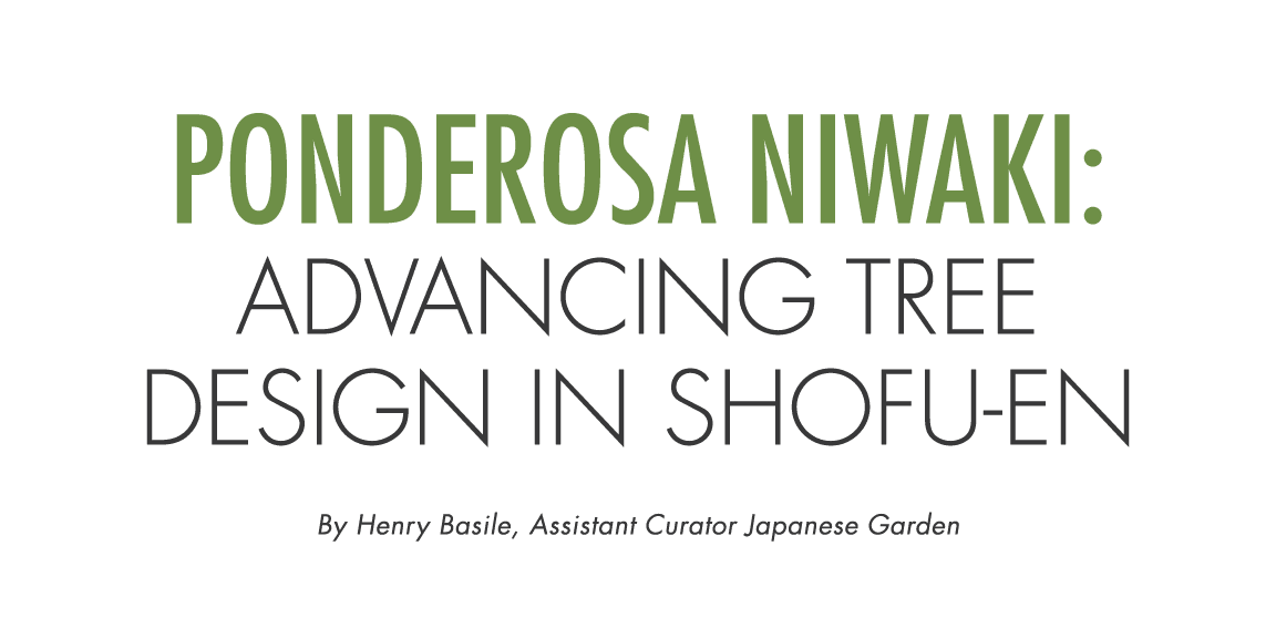 Ponderosa Niwaki: Advancing Tree Design in Shofu en By Henry Basile, Assistant Curator Japanese Garden