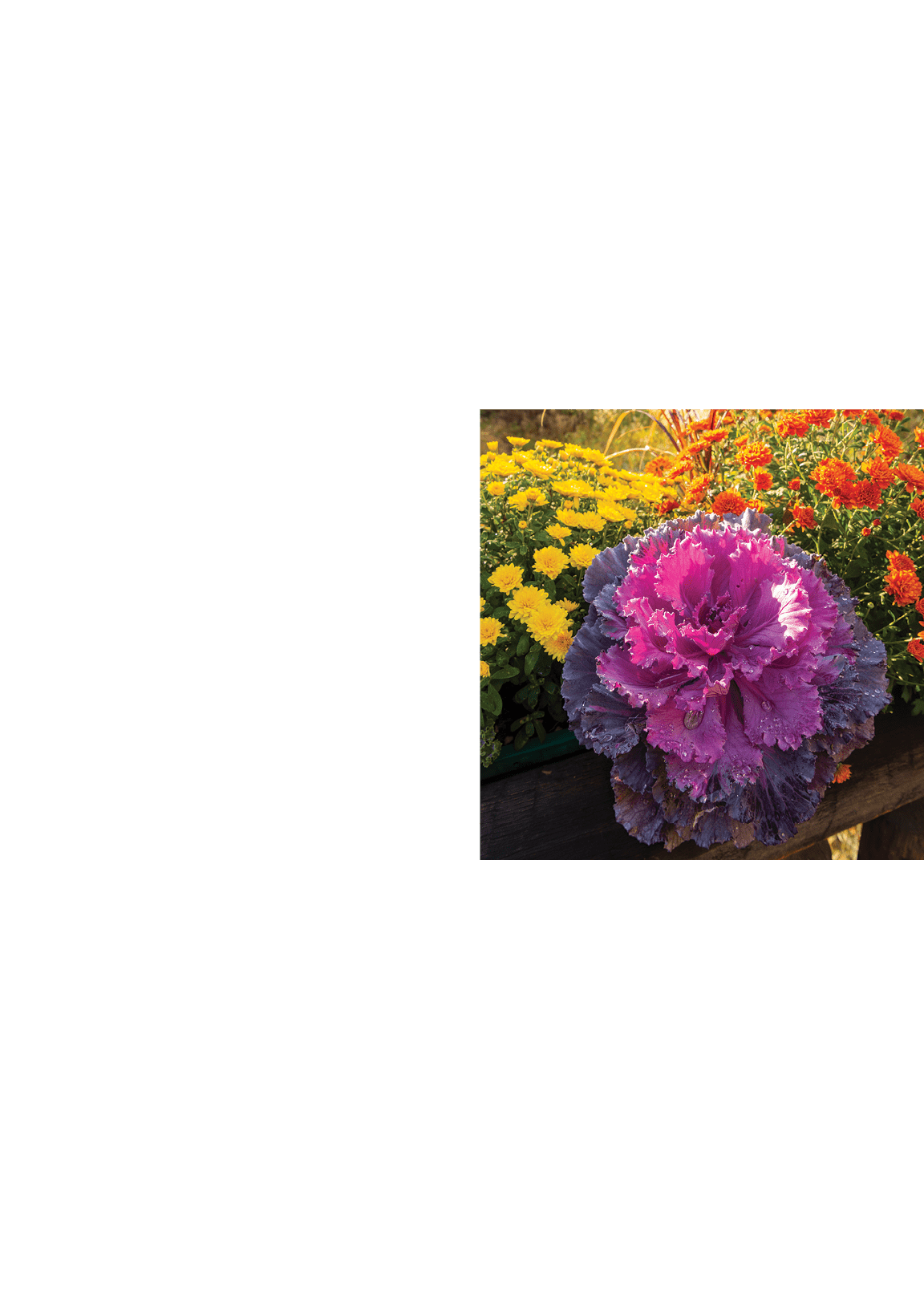 Edible Annual Displays All Season Long By Jennifer Lucas, Associate Director of Horticulture, Chatfield Farms,Designi...