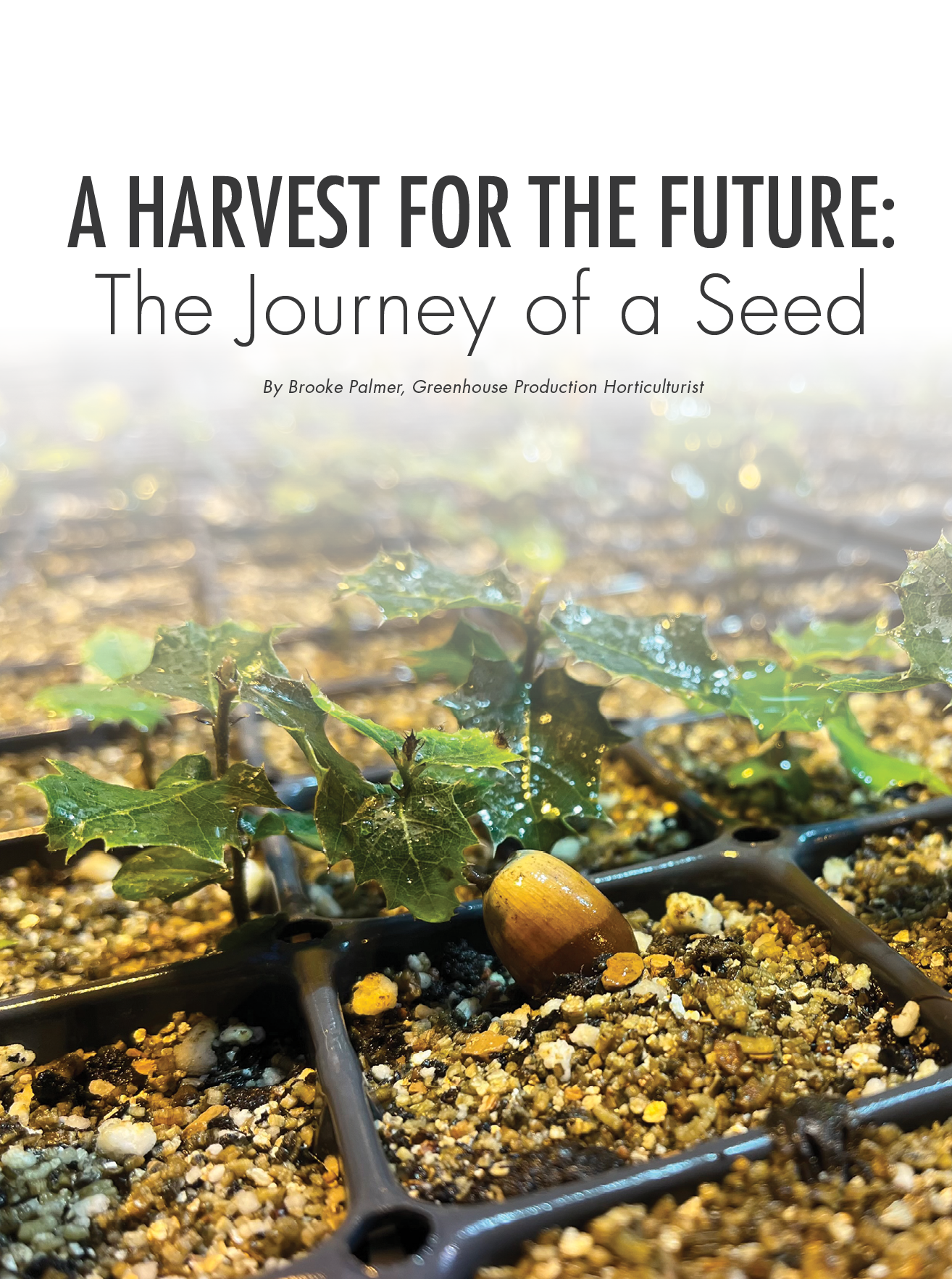 A Harvest for the Future: The Journey of a Seed By Brooke Palmer, Greenhouse Production Horticulturis