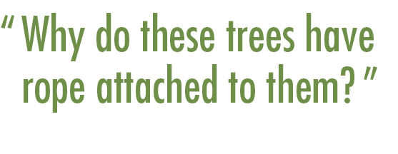 “ Why do these trees have rope attached to them?”