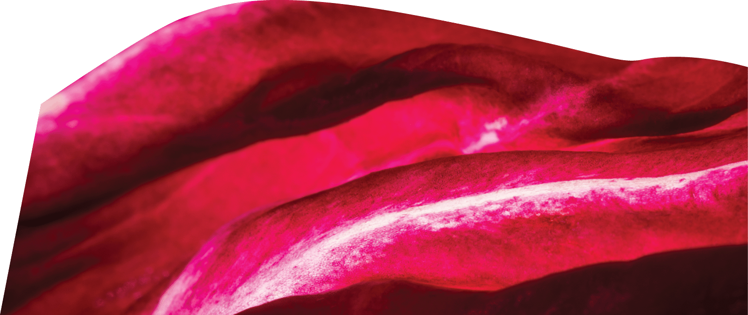 vegetables for exhibits very hi res