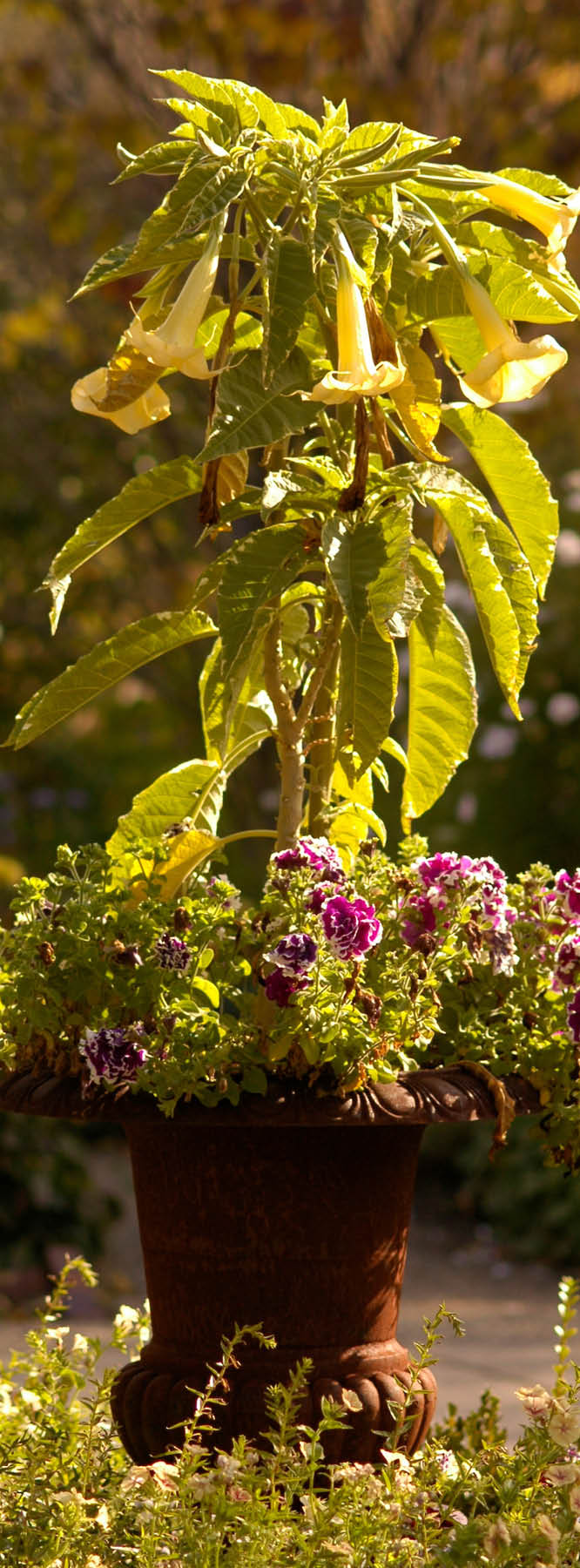 Denver Botanic Gardens Photographs Victorian Secret Garden, October 2004