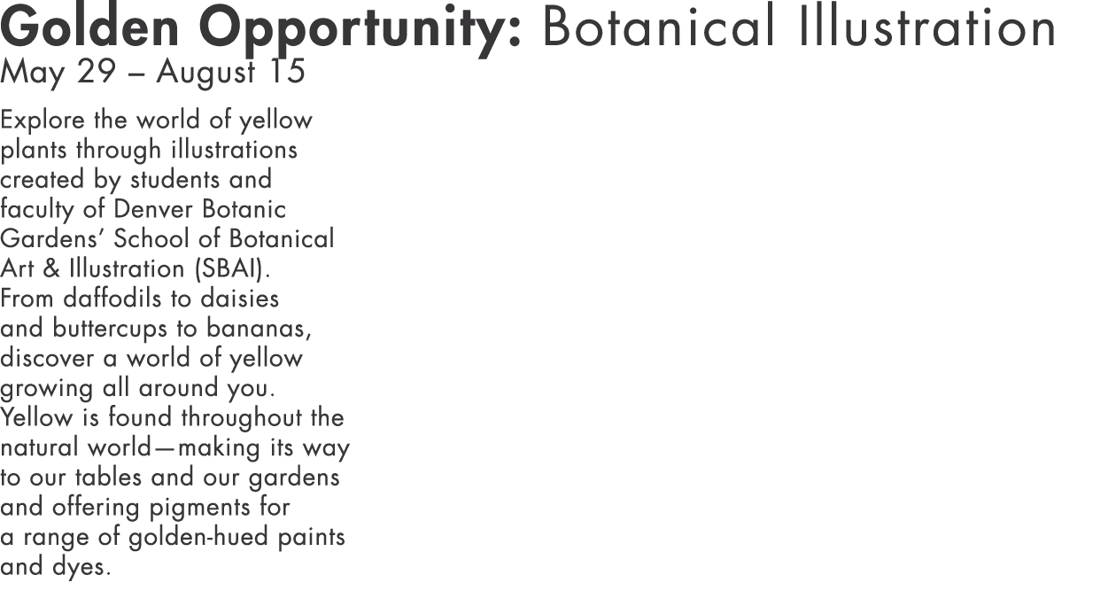 Golden Opportunity: Botanical Illustration  May 29   August 15 Explore the world of yellow plants through illustratio   