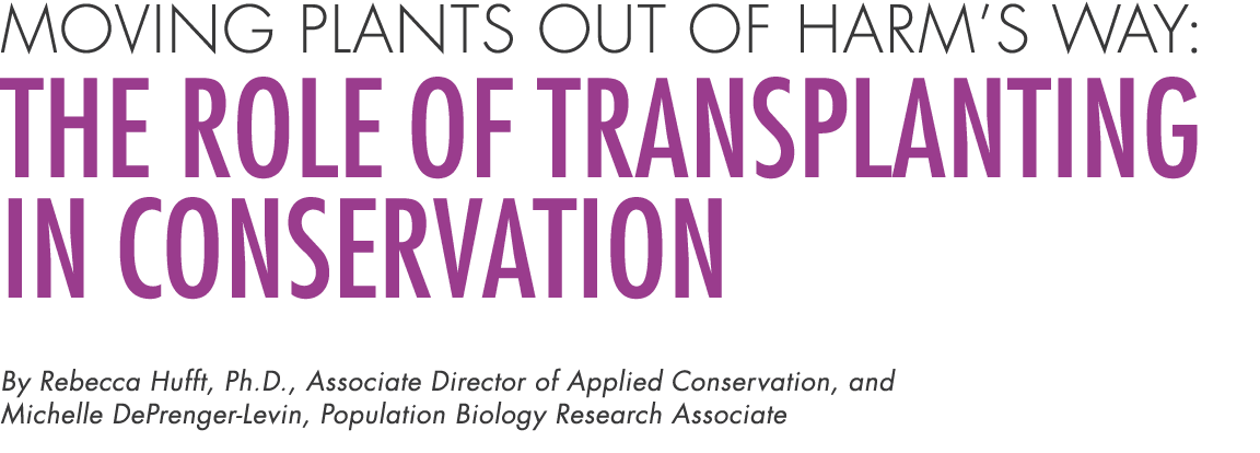 Moving Plants Out of Harm’s Way: The Role of Transplanting in Conservation By Rebecca Hufft, Ph.D., Associate Directo...