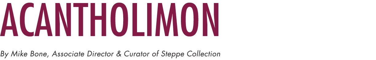 Acantholimon By Mike Bone, Associate Director & Curator of Steppe Collection