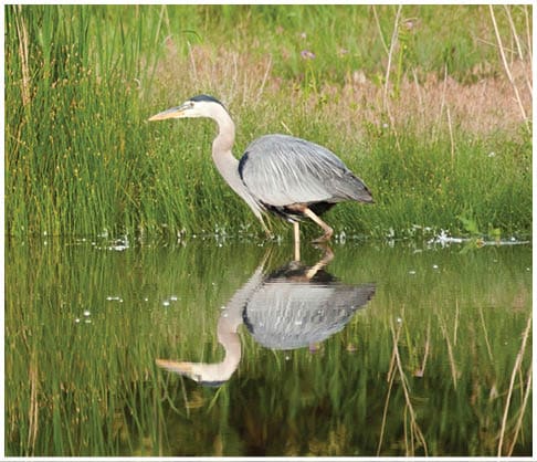 Denver Botanic Gardens at Chatfield