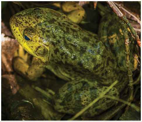 chatfield deer creek wetlands restoration