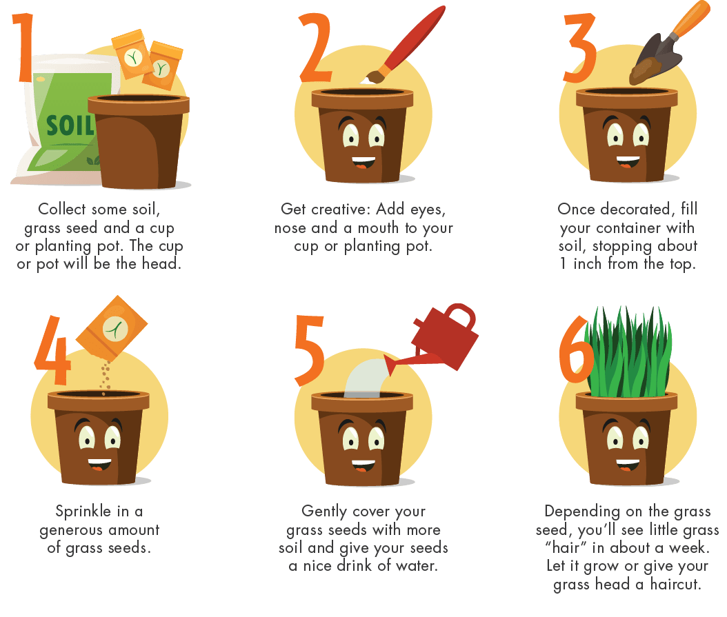 Depending on the grass seed, you’ll see little grass “hair” in about a week. Let it grow or give your grass head a ha...