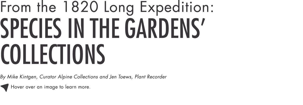 From the 1820 Long Expedition: Species in the Gardens  Collections By Mike Kintgen, Curator Alpine Collections and Je   