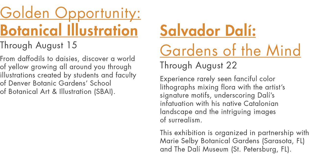 Golden Opportunity: Botanical Illustration  Through August 15 From daffodils to daisies, discover a world of yellow g   